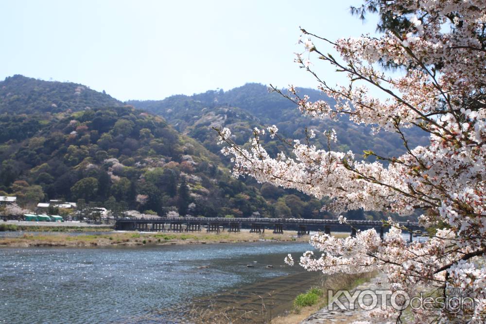 満開の桜と嵐山