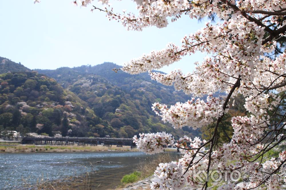 春の日差しを浴びる嵐山の桜