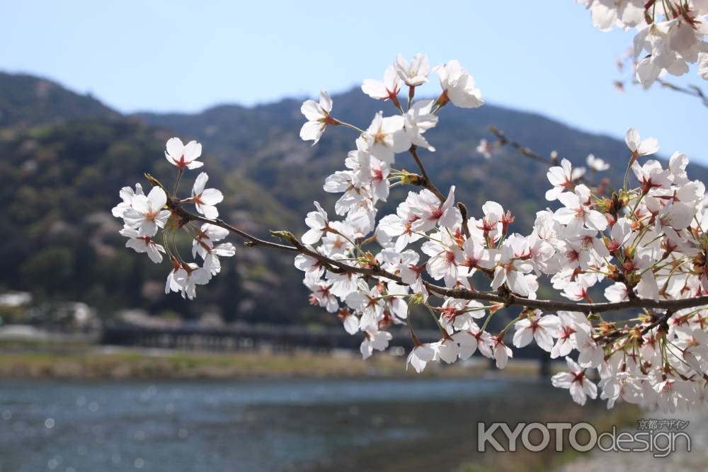 嵐山をバックに桜