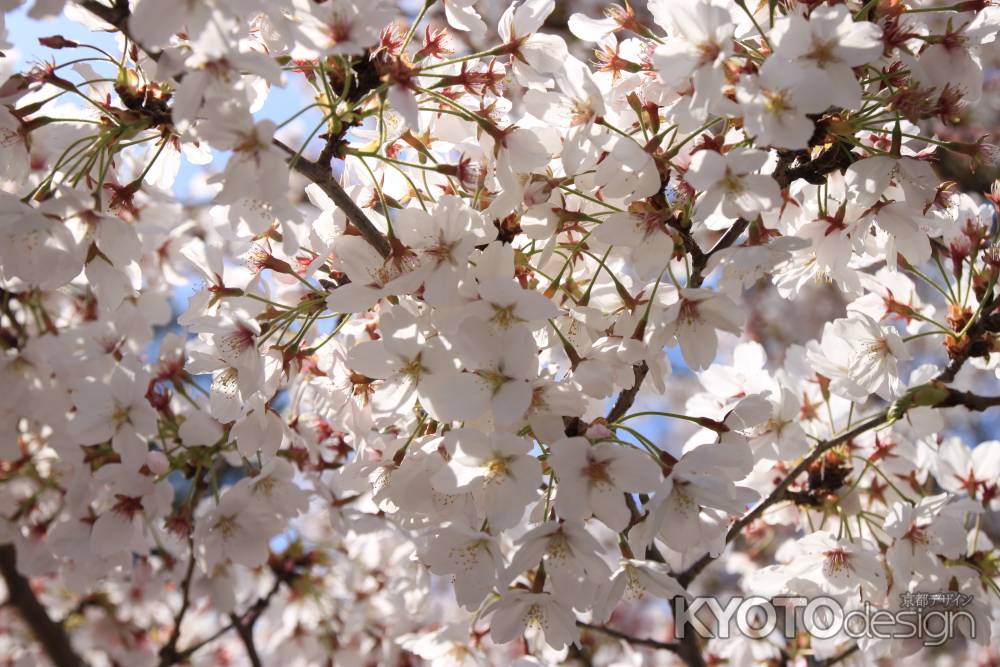 満開に咲いた桜