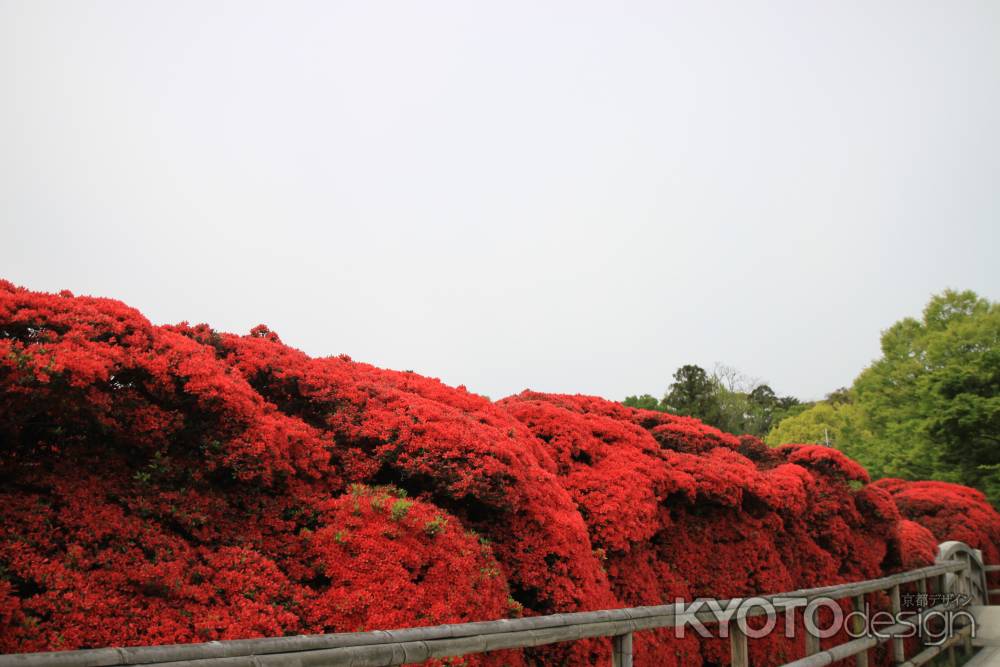 満開の霧島つつじ