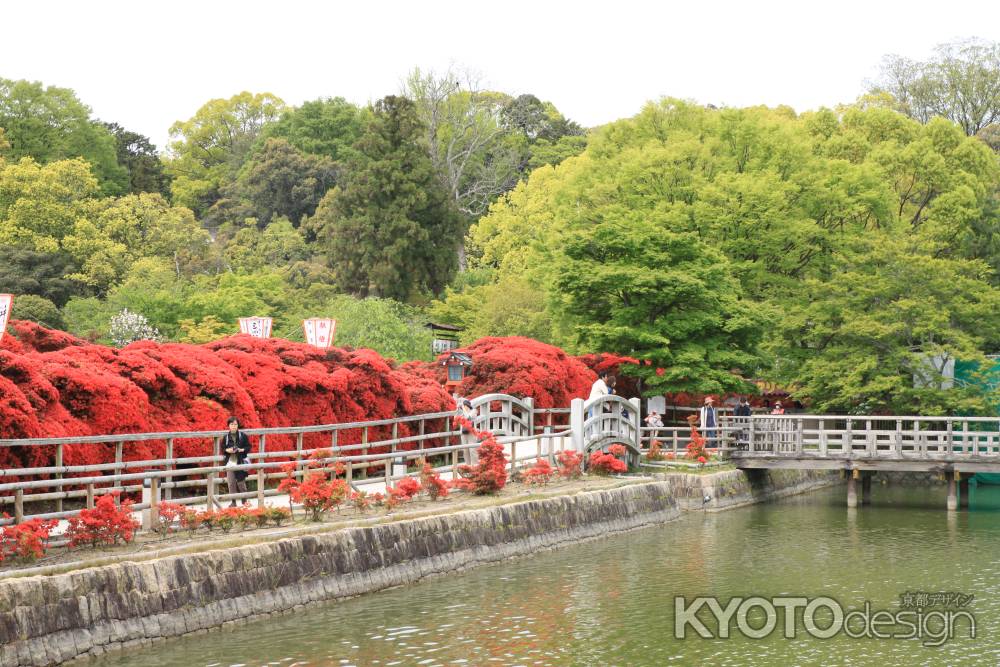 八条ヶ池のほとりに咲く満開のつつじ