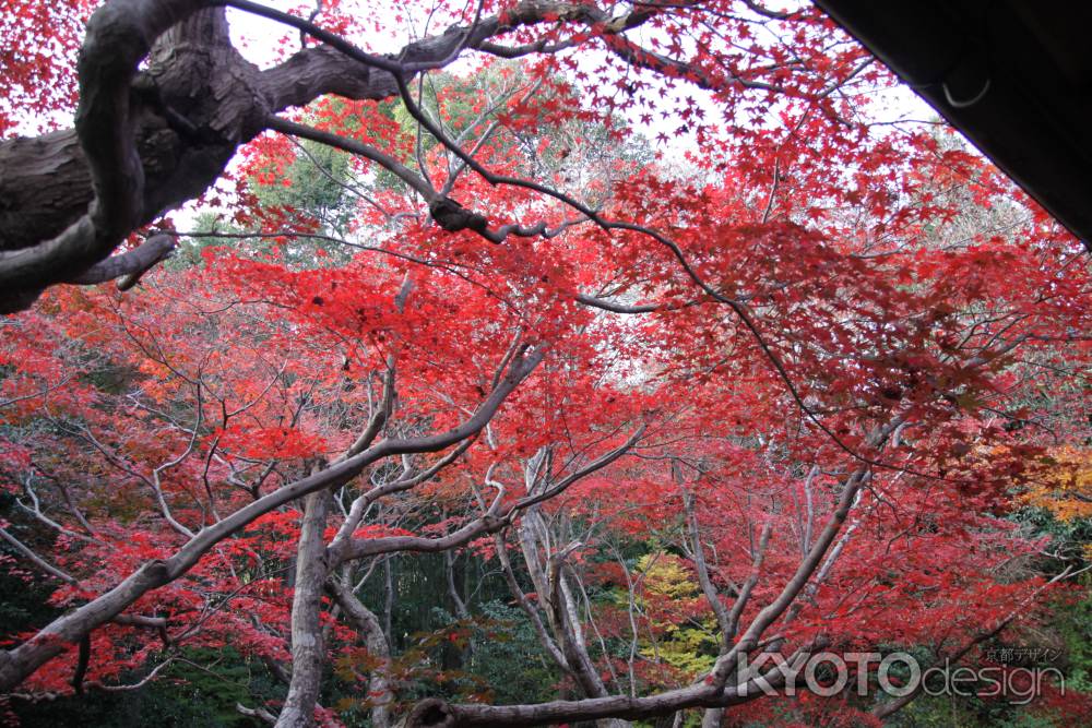 厭離庵　真っ赤な紅葉