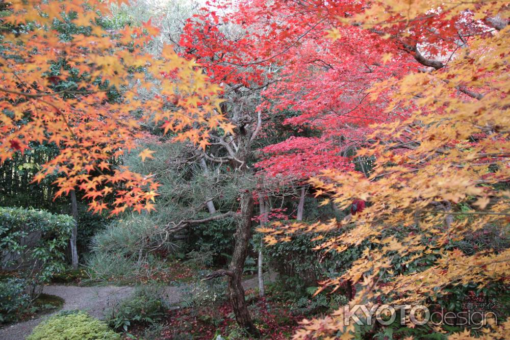 赤と黄の紅葉