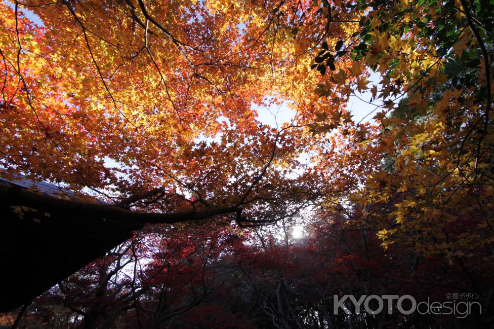 厭離庵　紅葉のトンネル　