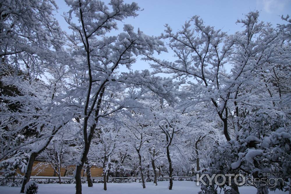 雪の花を咲かす桜