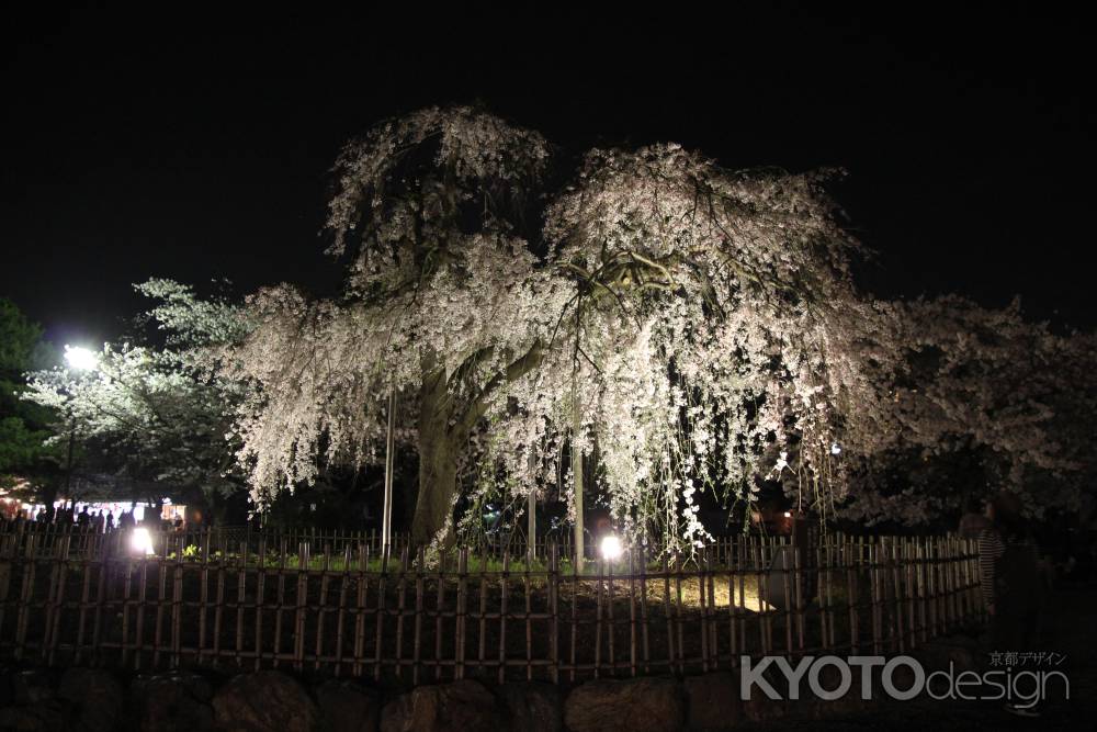 中の島公園のしだれ桜