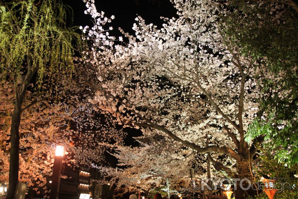 圧巻の桜