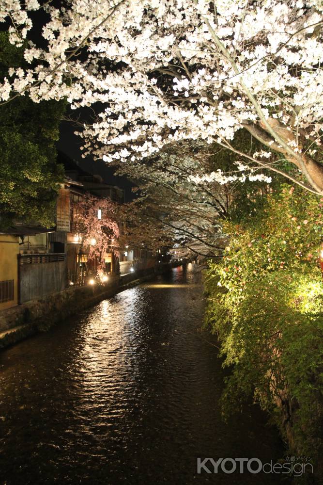 京情緒たっぷりの桜