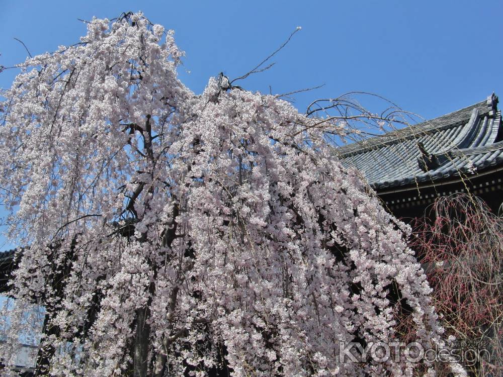 立法寺のしだれ桜