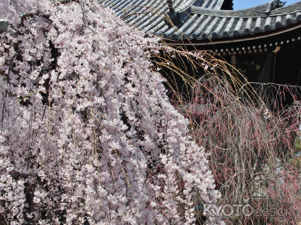 満開の枝垂桜