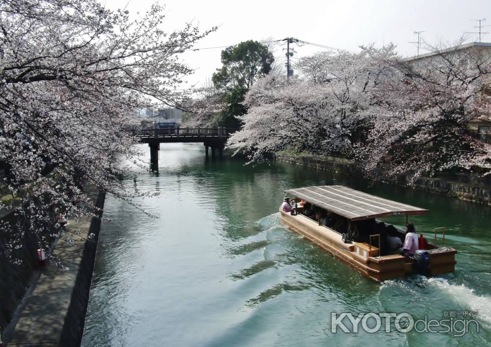 岡崎疏水沿いの桜並木