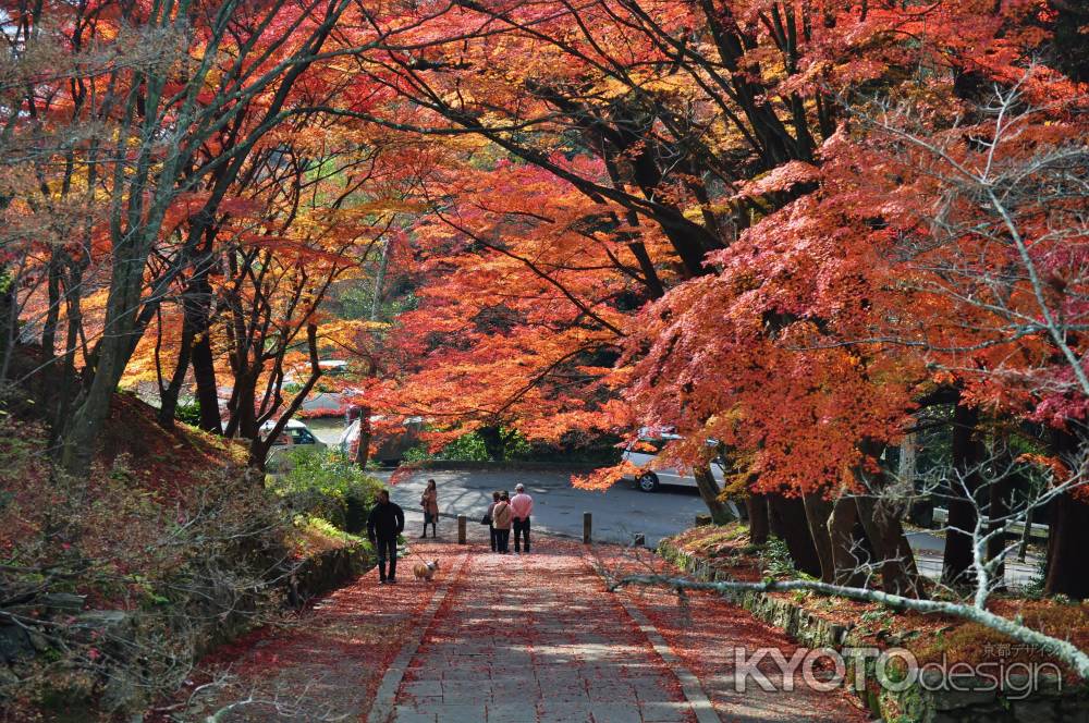 参道の秋