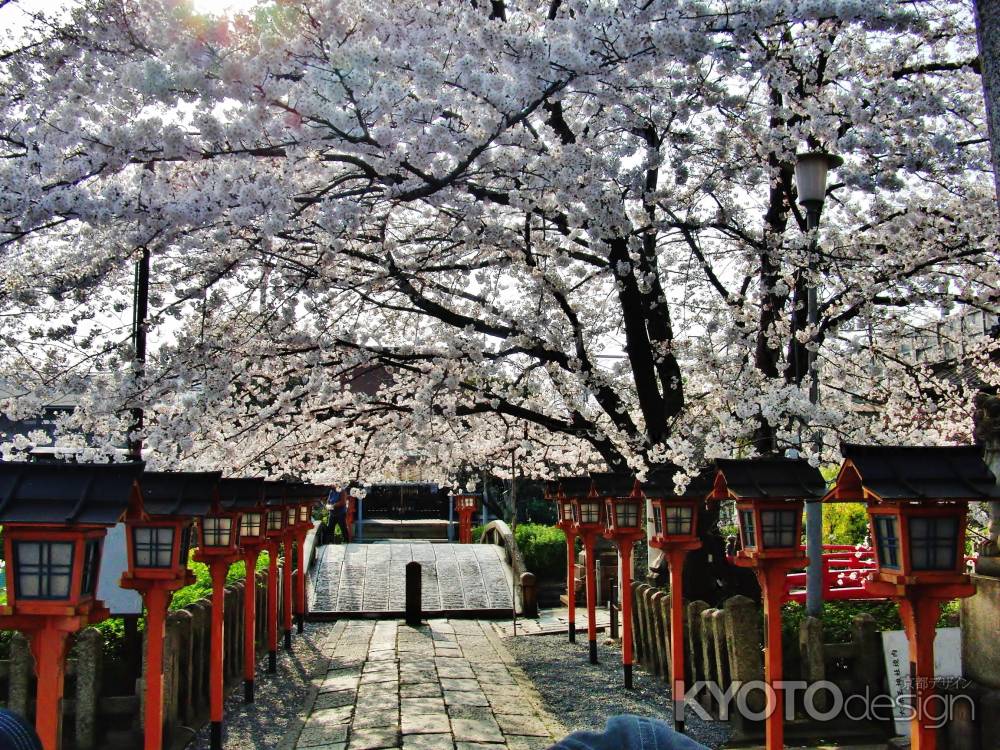 六孫王神社参道の桜