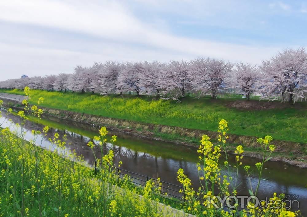 天神川堤の桜と菜の花