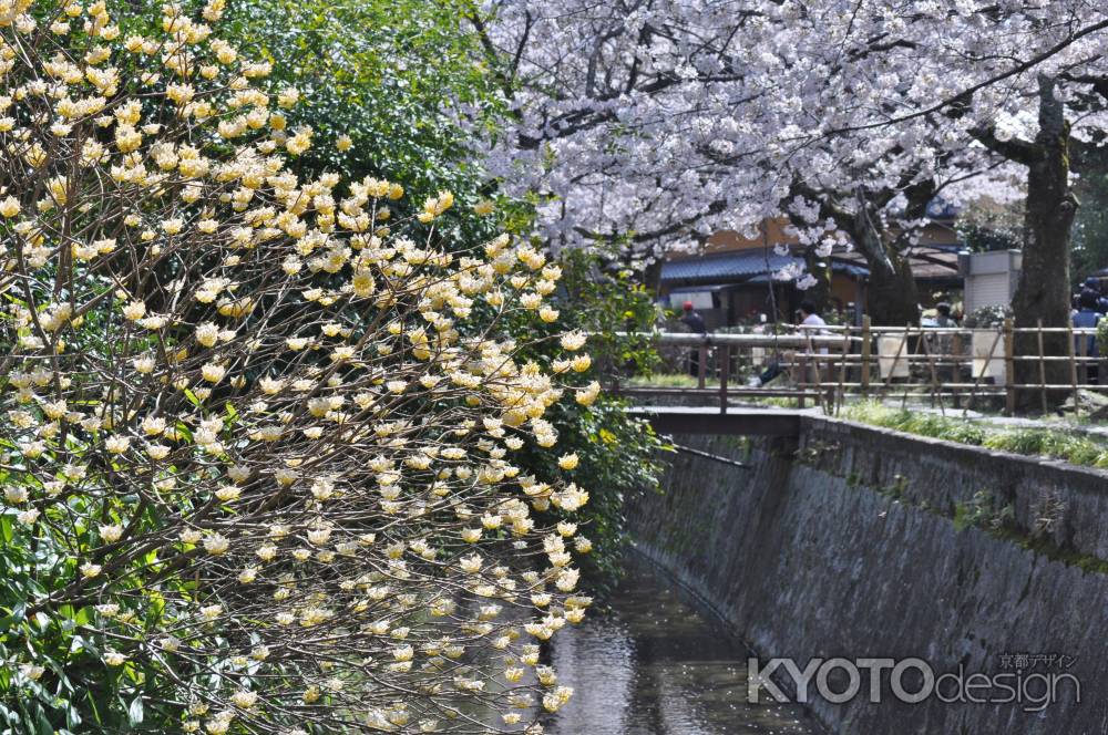 哲学の道の桜と三椏