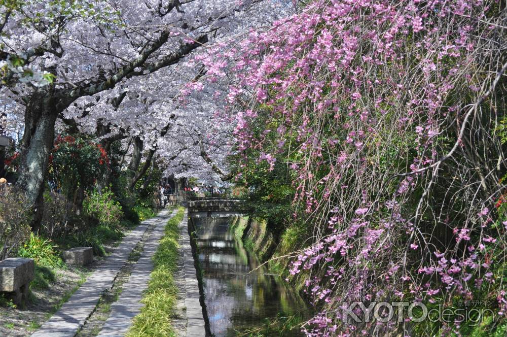 哲学の道の染井吉野と枝垂れ桜