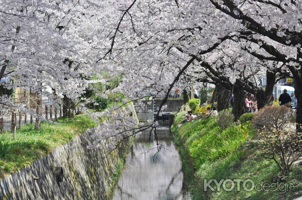 白川疏水沿いの桜