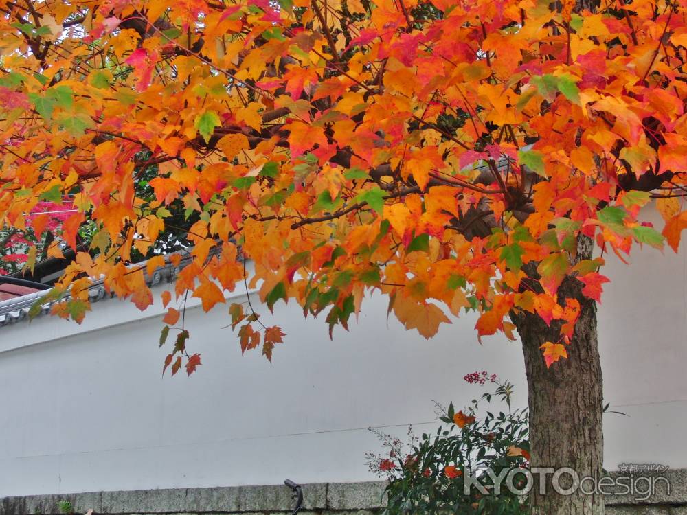 黒谷町の紅葉