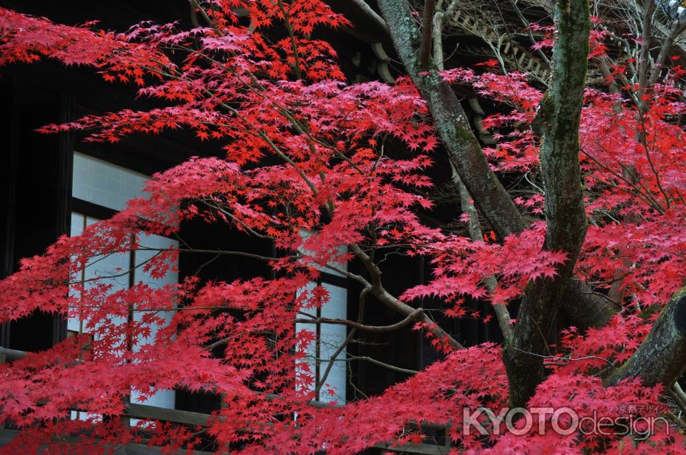 光明寺御影堂の紅葉