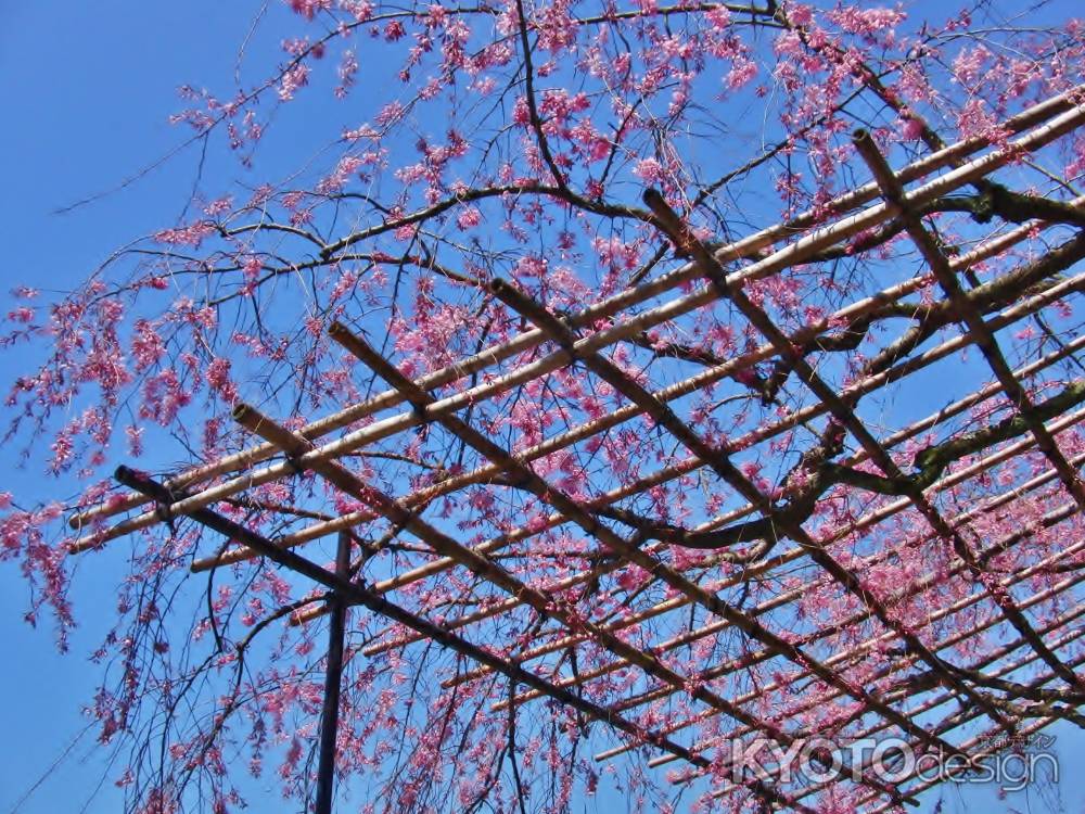 晴天のしだれ桜