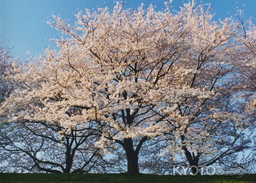 背割り堤の桜