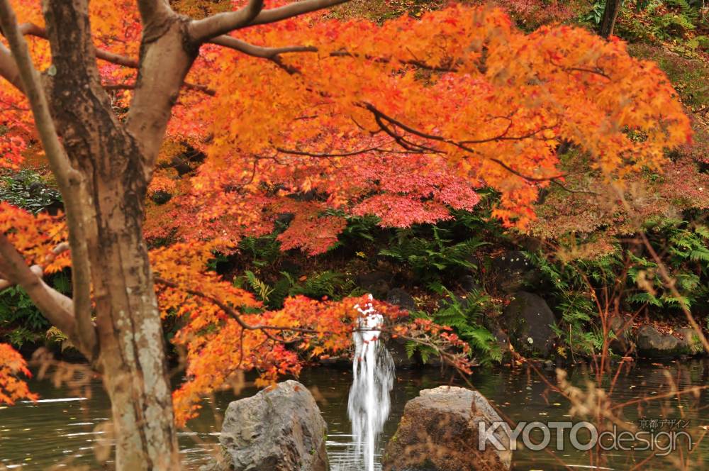 秋の円山公園