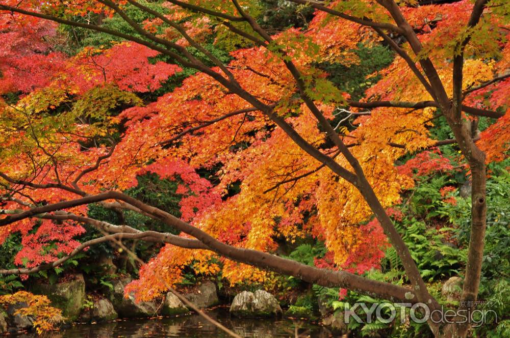 秋の円山公園