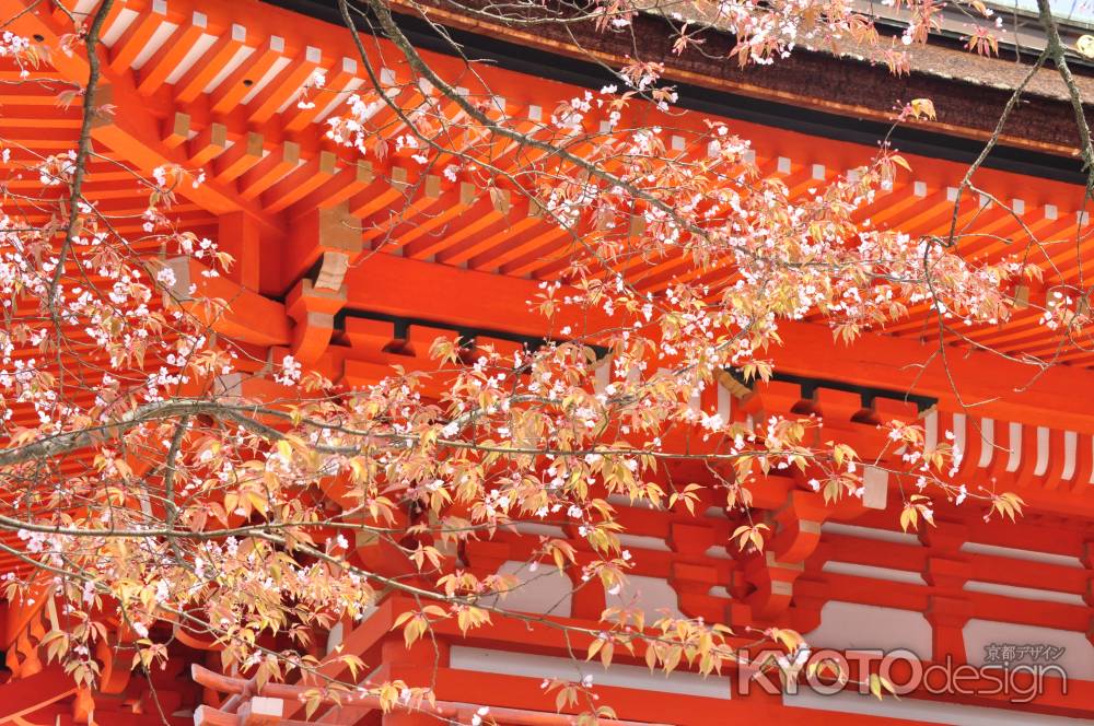 春の下鴨神社