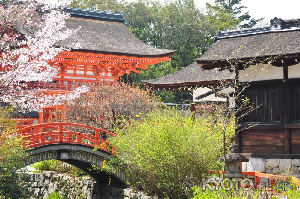 春の下鴨神社