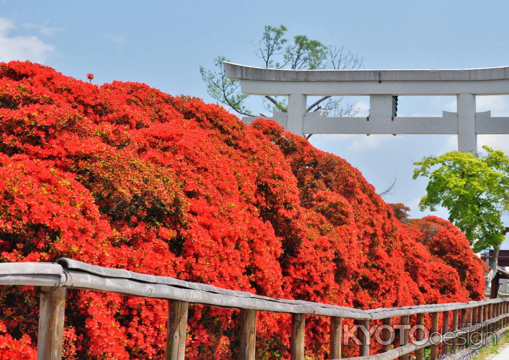 キリシマツツジ咲く長岡天満宮