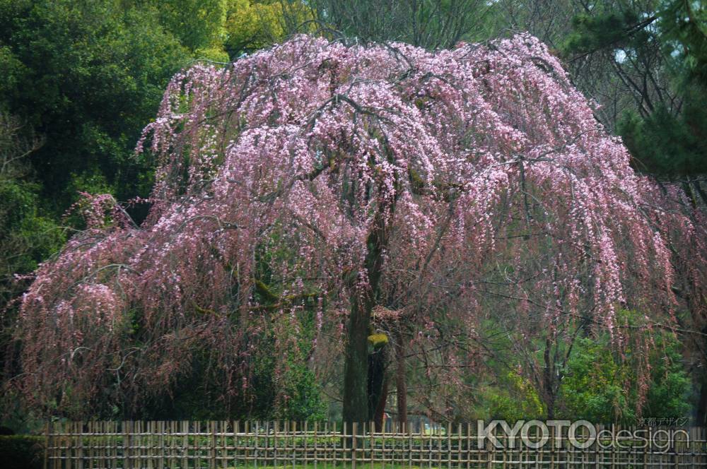 しだれ桜