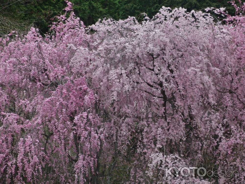 満開の桜