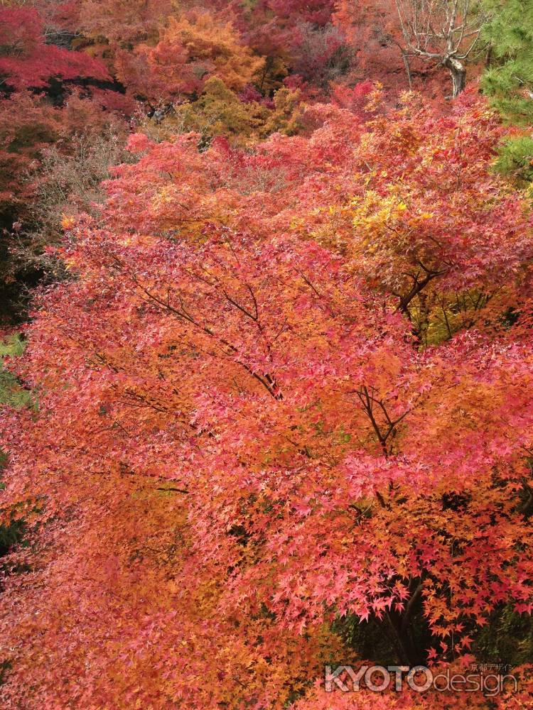 東福寺・紅葉2