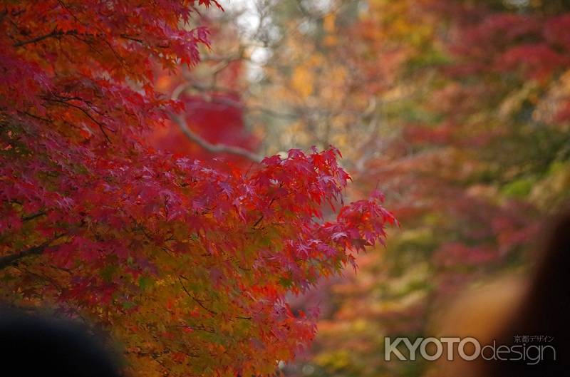 東福寺・紅葉4