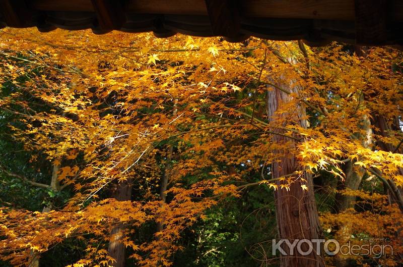 東福寺・紅葉5