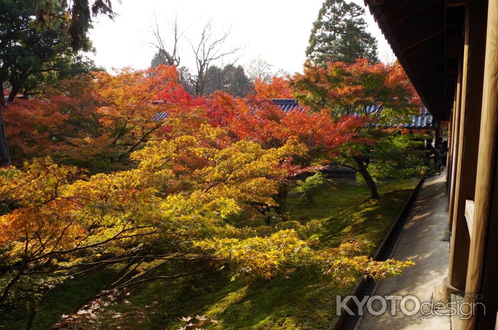 東福寺・紅葉6