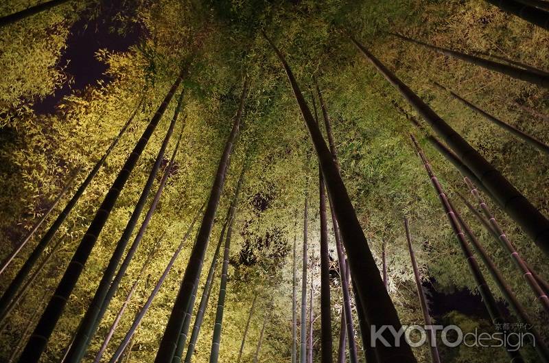 高台寺・竹林