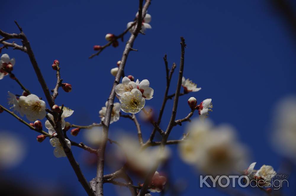 梅の花