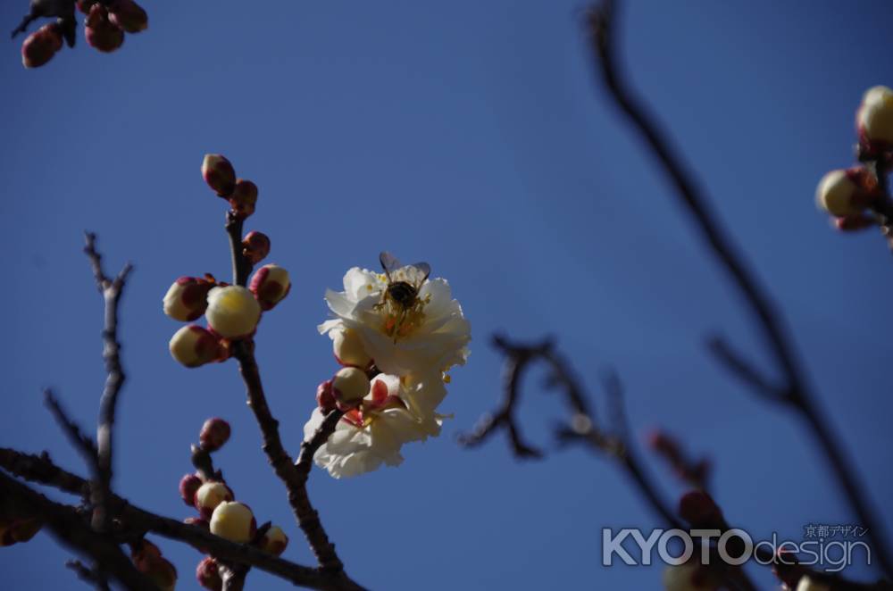 青空にそびえる梅