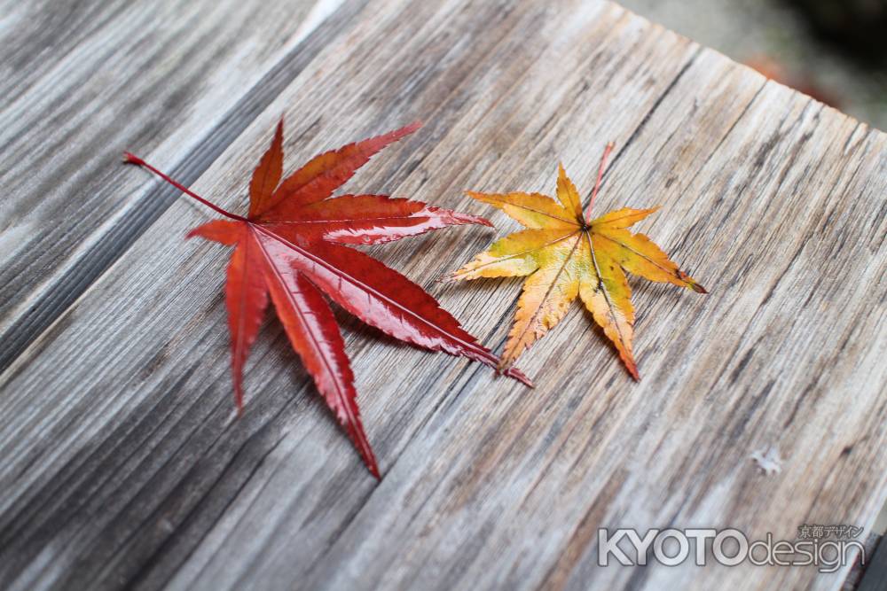 宝泉院　〜紅葉　2枚の出会い〜