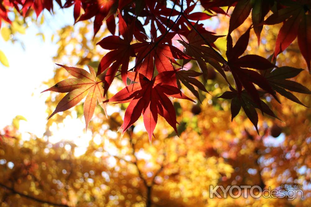 常寂光寺　〜紅葉の影絵〜