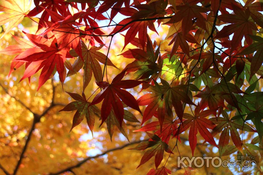 常寂光寺　〜紅葉　色の変化〜