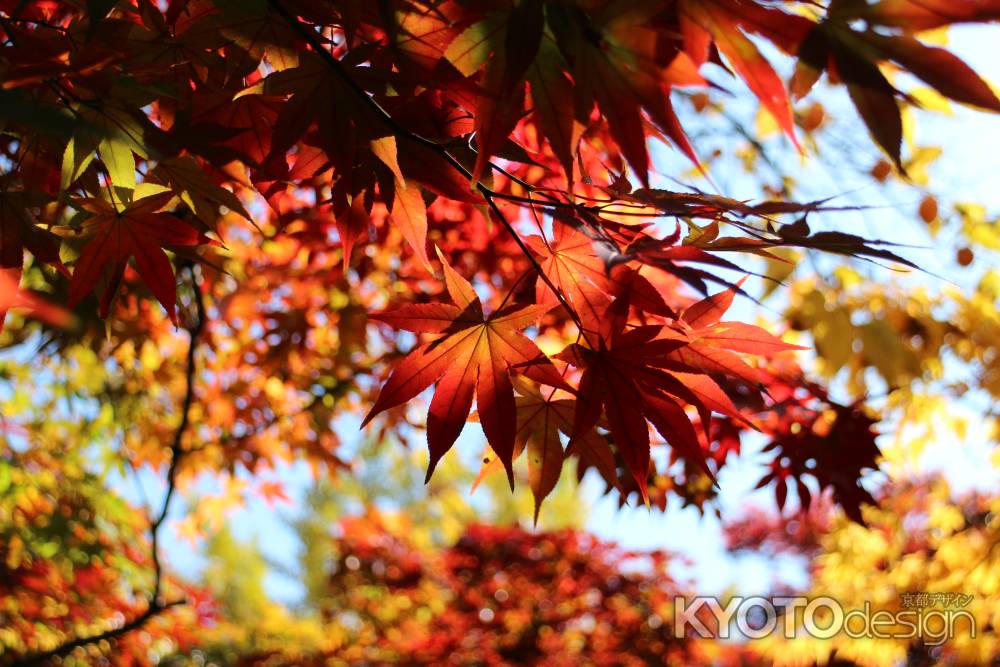 常寂光寺　〜紅葉　光を浴びて〜