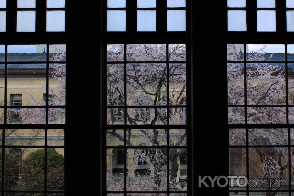 桜色に染まる京都府庁６