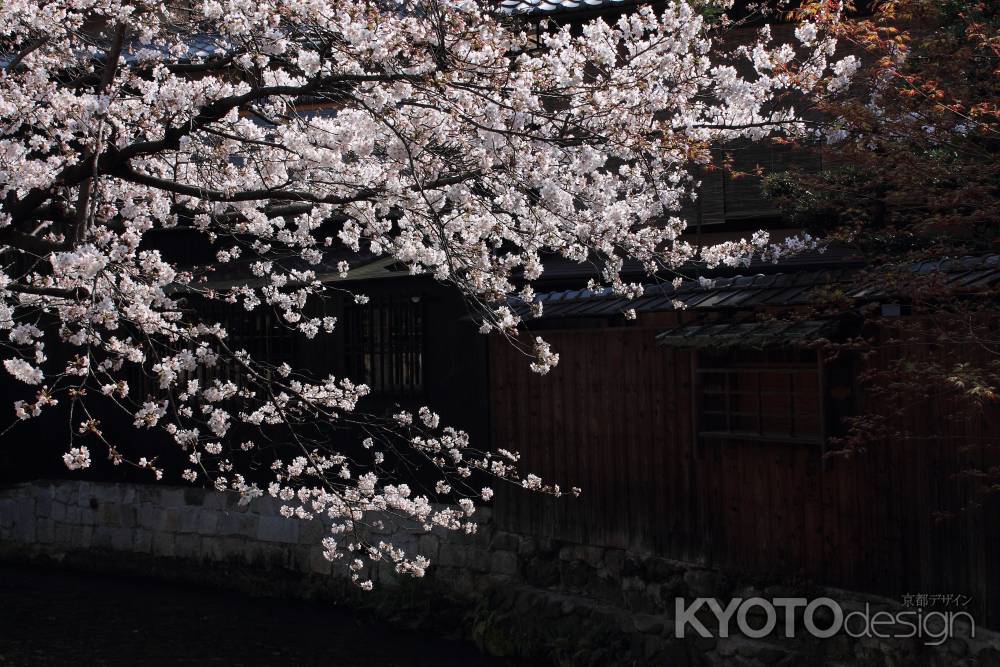 桜が彩る祇園・白川４