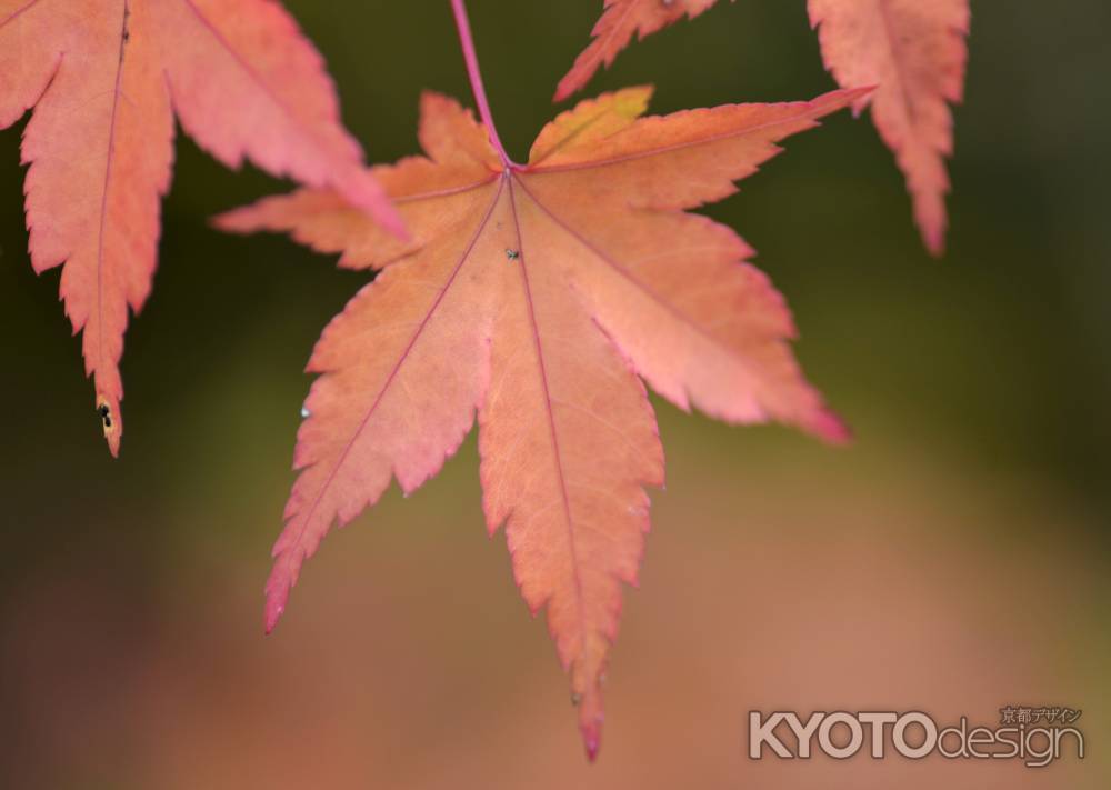 紅葉のはじまり・光悦寺