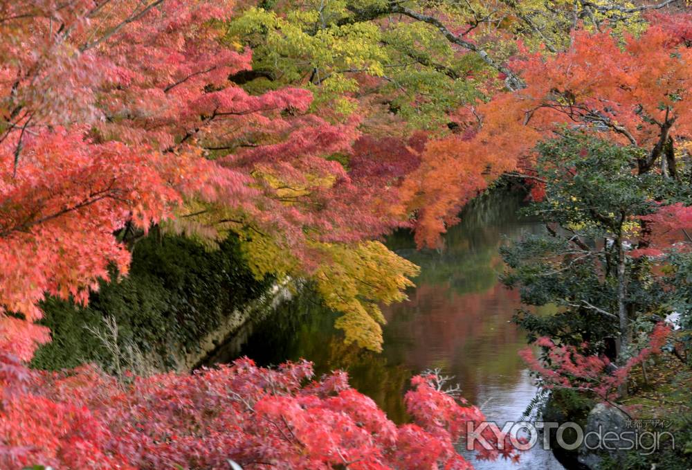 永観堂・紅葉２０１３（１）