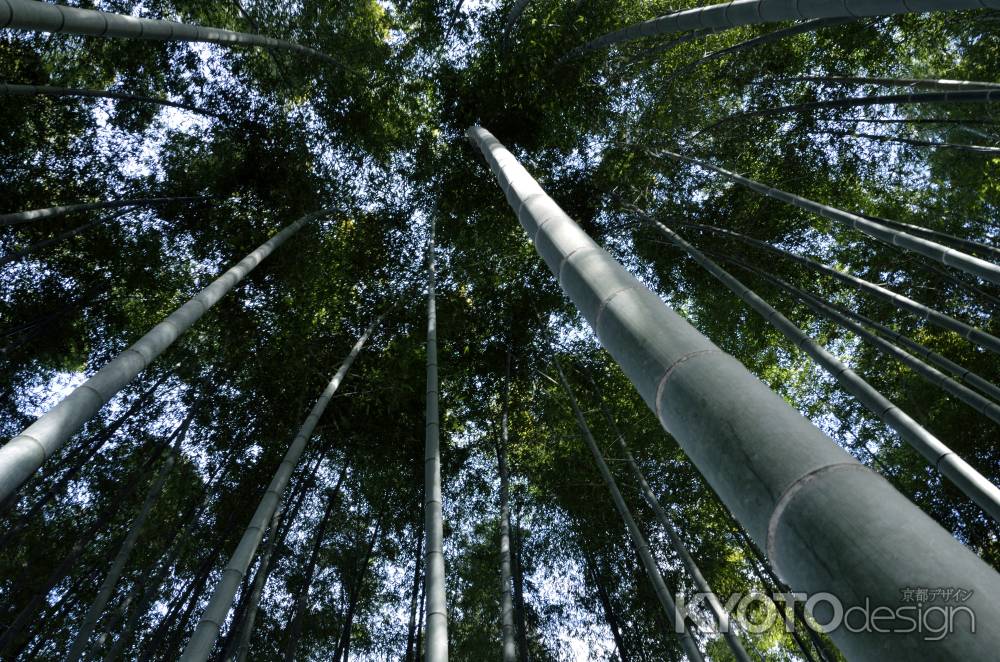 圓光寺・竹林・冬