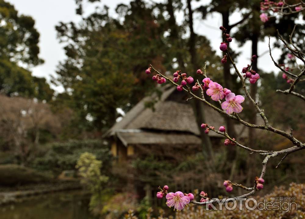 梅宮大社・神苑・梅